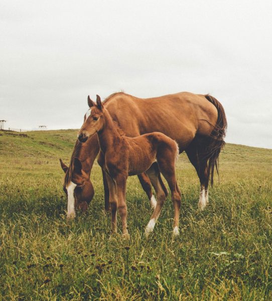 An Introduction to Equine Reproduction –  Online
