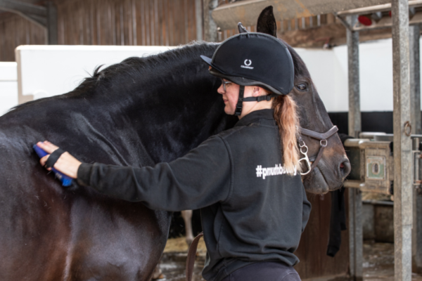 An Introduction to Working with Horses