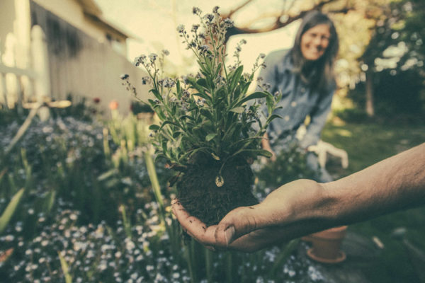 Introduction to Horticulture for Wellbeing