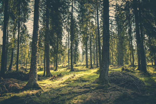 Forest School Skills